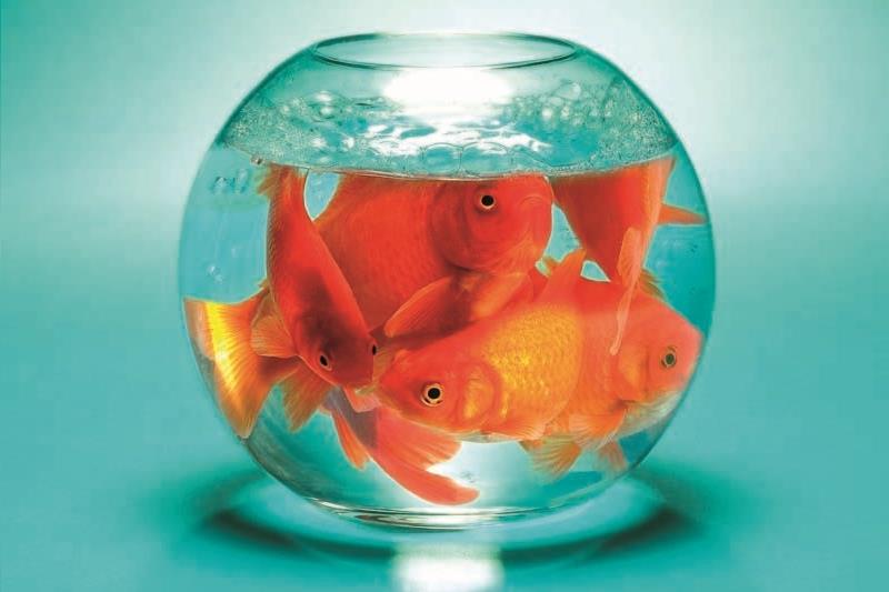 Dealing with the pupil places shortage